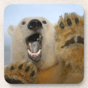 polar bear, Ursus maritimus, curiously looks Coaster