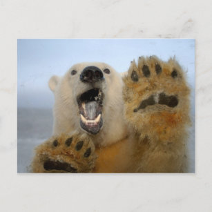 polar bear, Ursus maritimus, curiously looks in 2 Postcard