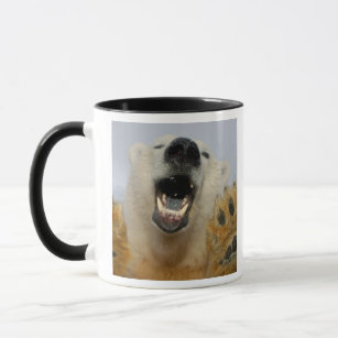 polar bear, Ursus maritimus, curiously looks in Mug