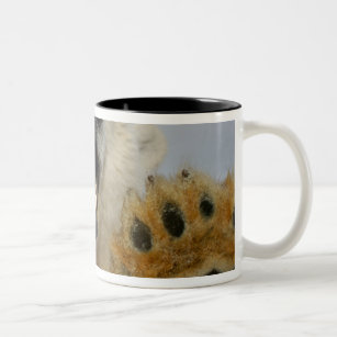 polar bear, Ursus maritimus, curiously looks in Two-Tone Coffee Mug