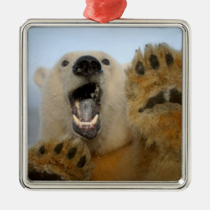polar bear, Ursus maritimus, curiously looks Metal Ornament