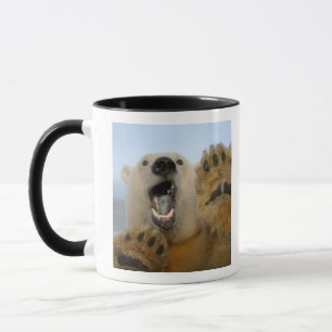 polar bear, Ursus maritimus, curiously looks Mug