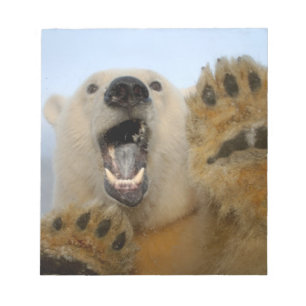 polar bear, Ursus maritimus, curiously looks Notepad
