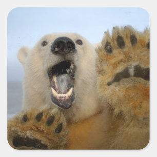 polar bear, Ursus maritimus, curiously looks Square Sticker