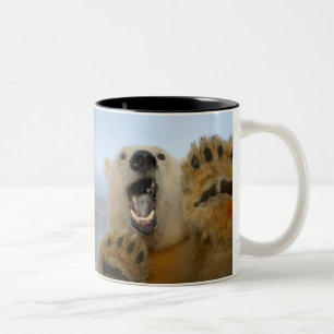 polar bear, Ursus maritimus, curiously looks Two-Tone Coffee Mug