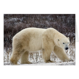 Polar Bear Ursus maritimus) in Churchill