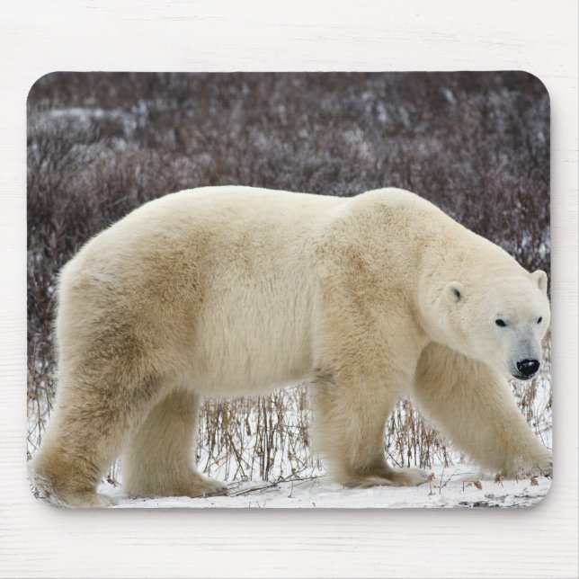 Polar Bear Ursus maritimus) in Churchill Mouse Pad (Front)