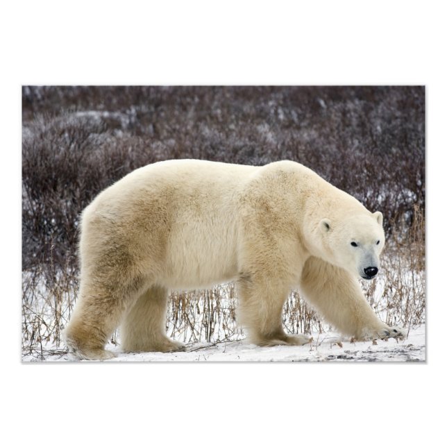 Polar Bear Ursus maritimus) in Churchill Photo Print (Front)