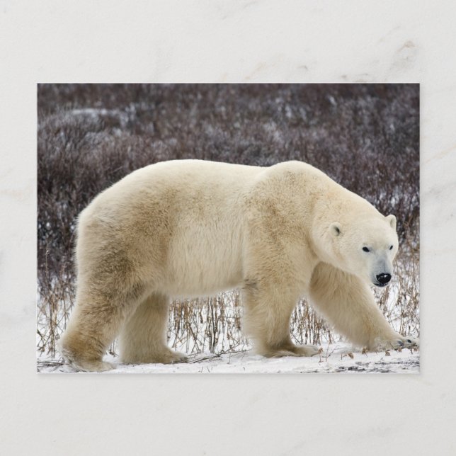 Polar Bear Ursus maritimus) in Churchill Postcard (Front)