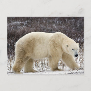 Polar Bear Ursus maritimus) in Churchill Postcard