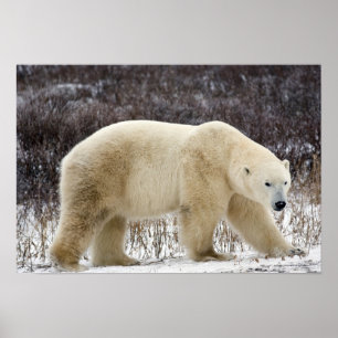 Polar Bear Ursus maritimus) in Churchill Poster