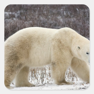 Polar Bear Ursus maritimus) in Churchill Square Sticker