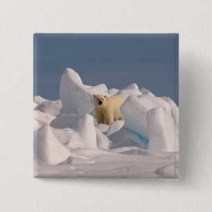 polar bear, Ursus maritimus, in rough ice 15 Cm Square Badge