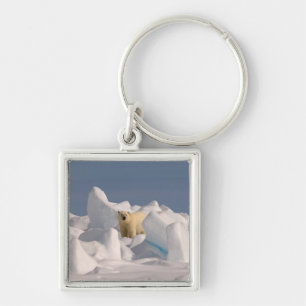 polar bear, Ursus maritimus, in rough ice Key Ring