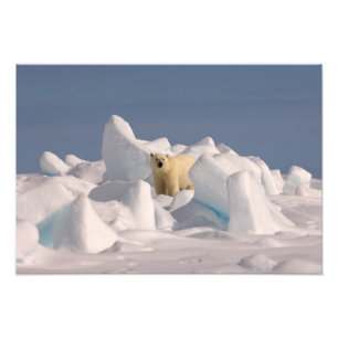 polar bear, Ursus maritimus, in rough ice Photo Print