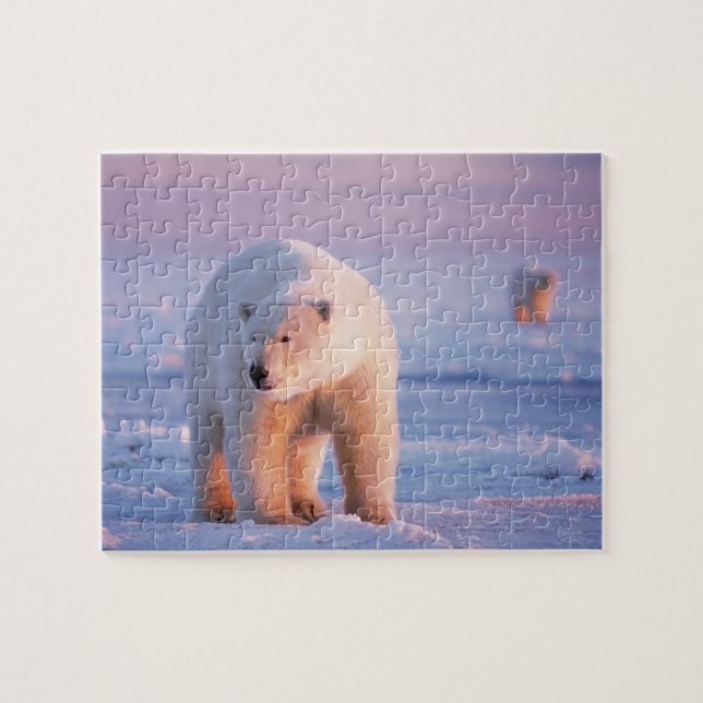 polar bear, Ursus maritimus Jigsaw Puzzle (Horizontal)
