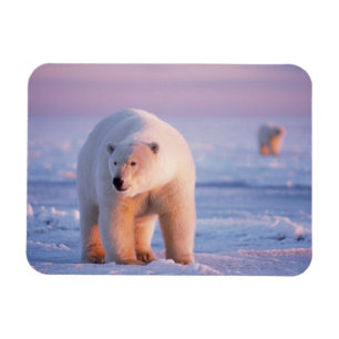 polar bear, Ursus maritimus Magnet