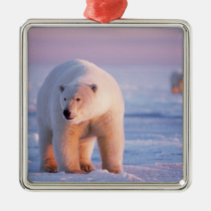 polar bear, Ursus maritimus Metal Ornament