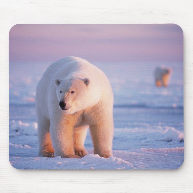 polar bear, Ursus maritimus Mouse Pad (Front)