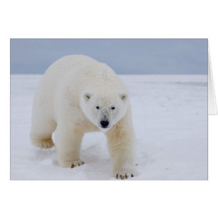 polar bear, Ursus maritimus, on ice and snow,