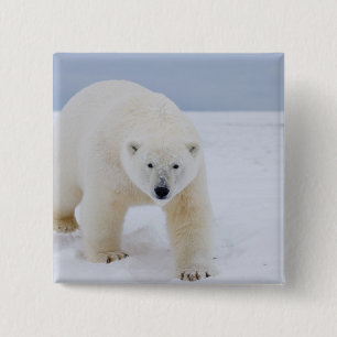 polar bear, Ursus maritimus, on ice and snow, 15 Cm Square Badge