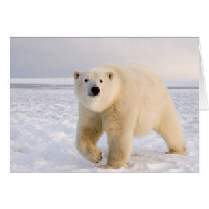 polar bear, Ursus maritimus, on ice and snow, 2