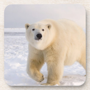 polar bear, Ursus maritimus, on ice and snow, 2 Coaster