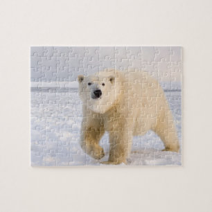 polar bear, Ursus maritimus, on ice and snow, 2 Jigsaw Puzzle