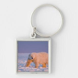 polar bear, Ursus maritimus, on ice and snow, 2 Key Ring