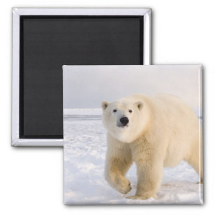 polar bear, Ursus maritimus, on ice and snow, 2 Magnet