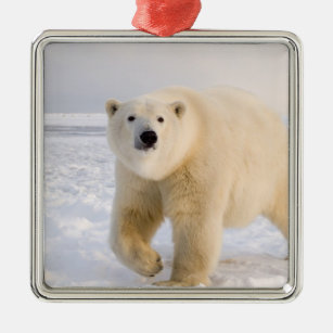 polar bear, Ursus maritimus, on ice and snow, 2 Metal Tree Decoration