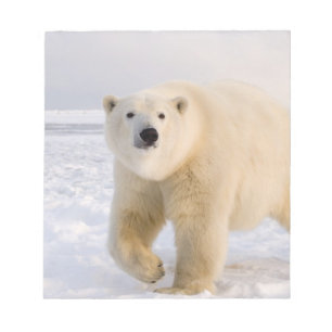 polar bear, Ursus maritimus, on ice and snow, 2 Notepad
