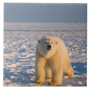 polar bear, Ursus maritimus, on ice and snow, Ceramic Tile