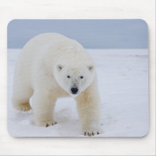 polar bear, Ursus maritimus, on ice and snow, Mouse Pad