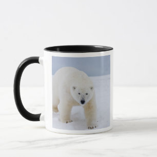 polar bear, Ursus maritimus, on ice and snow, Mug