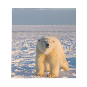 polar bear, Ursus maritimus, on ice and snow, Notepad