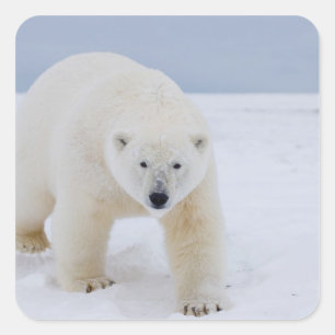 polar bear, Ursus maritimus, on ice and snow, Square Sticker