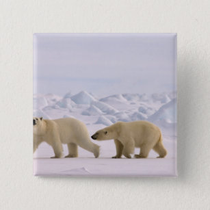 polar bear, Ursus maritimus, pair in rough ice 15 Cm Square Badge