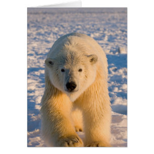 polar bear, Ursus maritimus, polar bear on ice