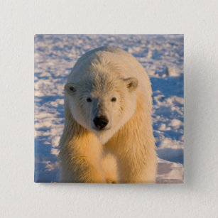polar bear, Ursus maritimus, polar bear on ice 15 Cm Square Badge