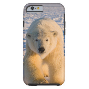 polar bear, Ursus maritimus, polar bear on ice Tough iPhone 6 Case