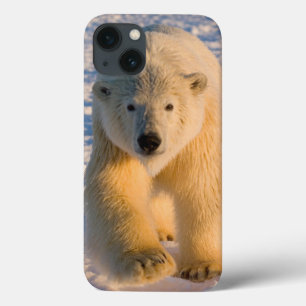 polar bear, Ursus maritimus, polar bear on ice iPhone 13 Case