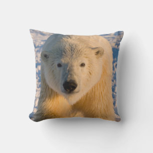 polar bear, Ursus maritimus, polar bear on ice Cushion