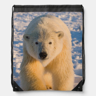 polar bear, Ursus maritimus, polar bear on ice Drawstring Bag