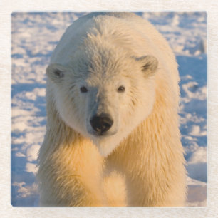 polar bear, Ursus maritimus, polar bear on ice Glass Coaster