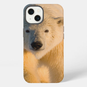 polar bear, Ursus maritimus, polar bear on ice iPhone Case