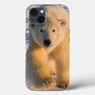 polar bear, Ursus maritimus, polar bear on ice iPhone 13 Case