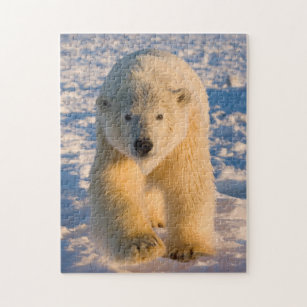 polar bear, Ursus maritimus, polar bear on ice Jigsaw Puzzle