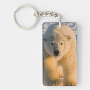 polar bear, Ursus maritimus, polar bear on ice Key Ring