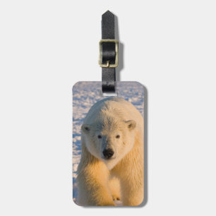 polar bear, Ursus maritimus, polar bear on ice Luggage Tag